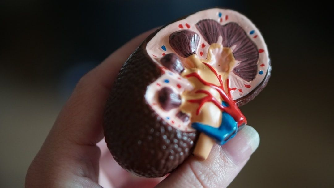 Hand hält ein aufgeschnittenes anatomisches Nierenmodell mit sichtbaren Gefäßen